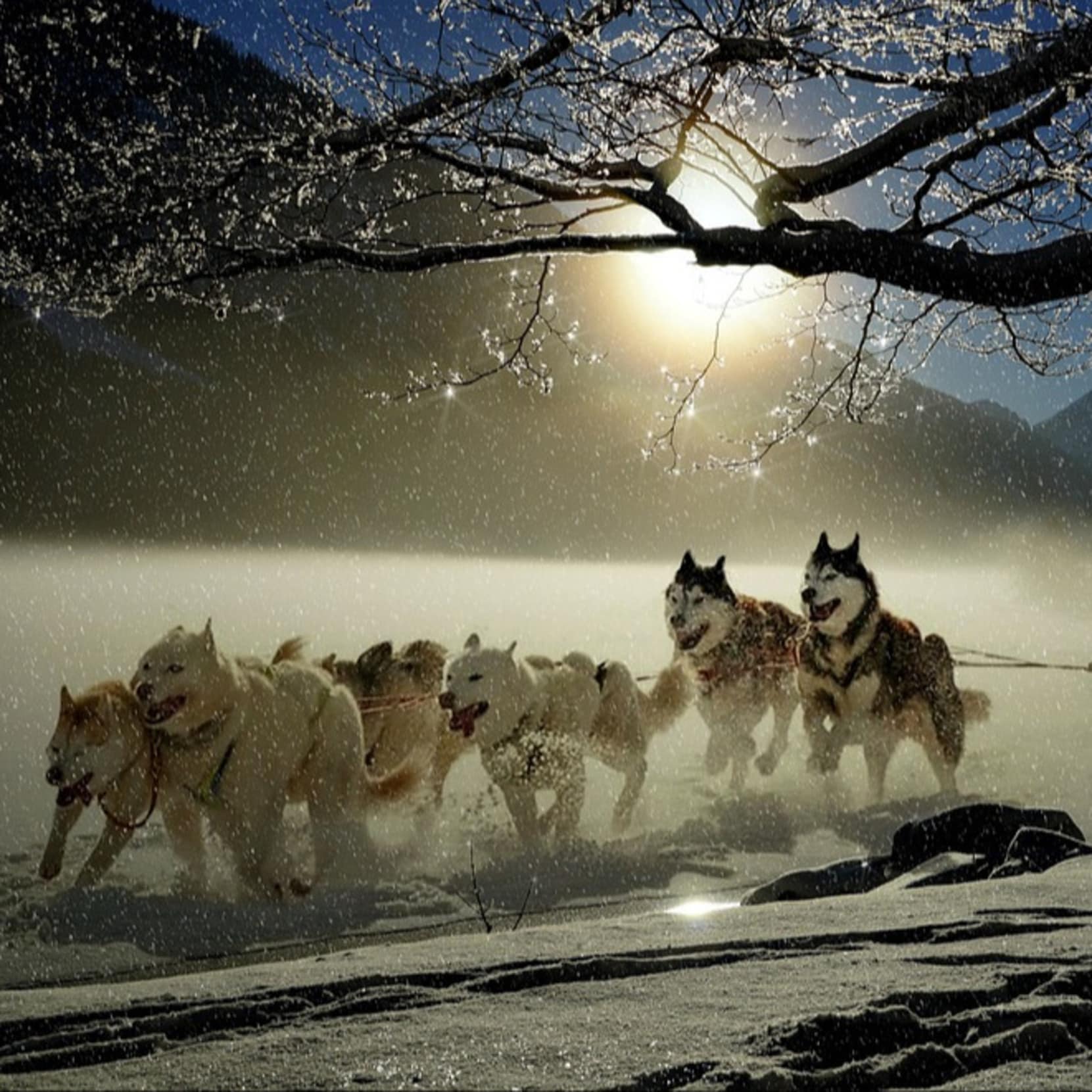 Un attelage de chiens de traineau dans les Vosges