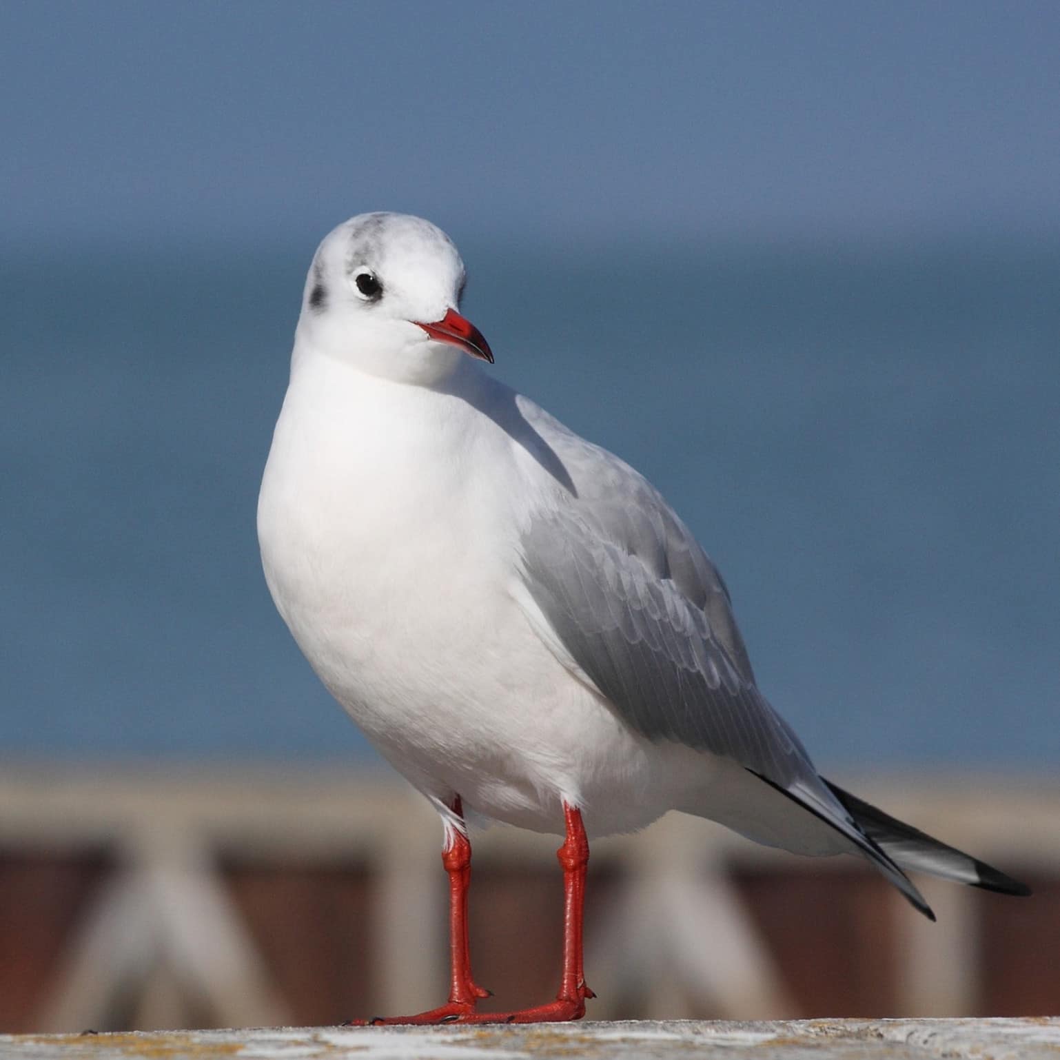 Gros plan sur une mouette, posée à quai devant un fond marin. L'oiseau aux pattes rouges est un des habitants permanents de l'île