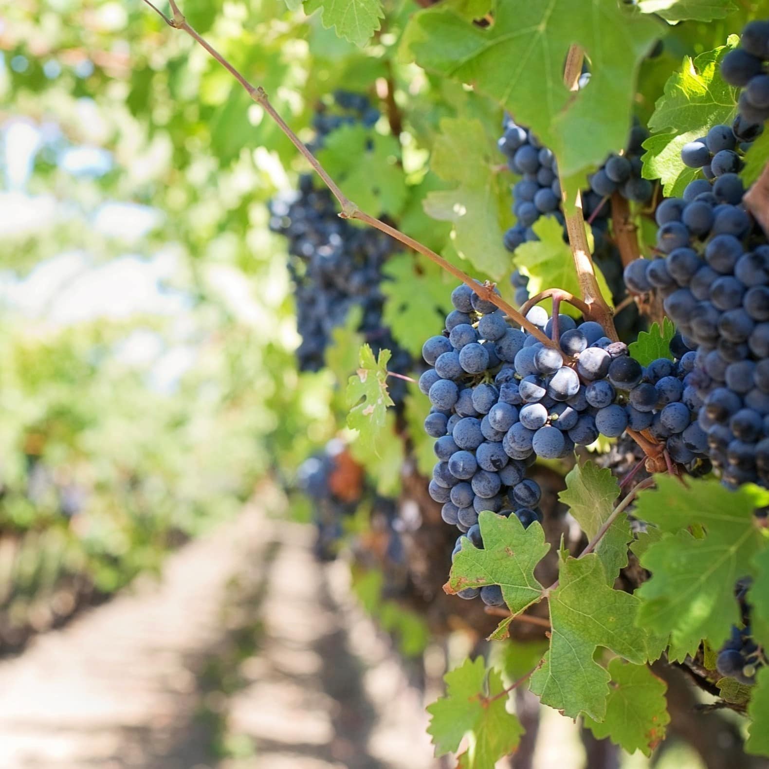 La région Rhône-Alpes possède des vignobles réputés, comme les Crozes-Hermitage, Saint-Joseph et Côte Rôtie.