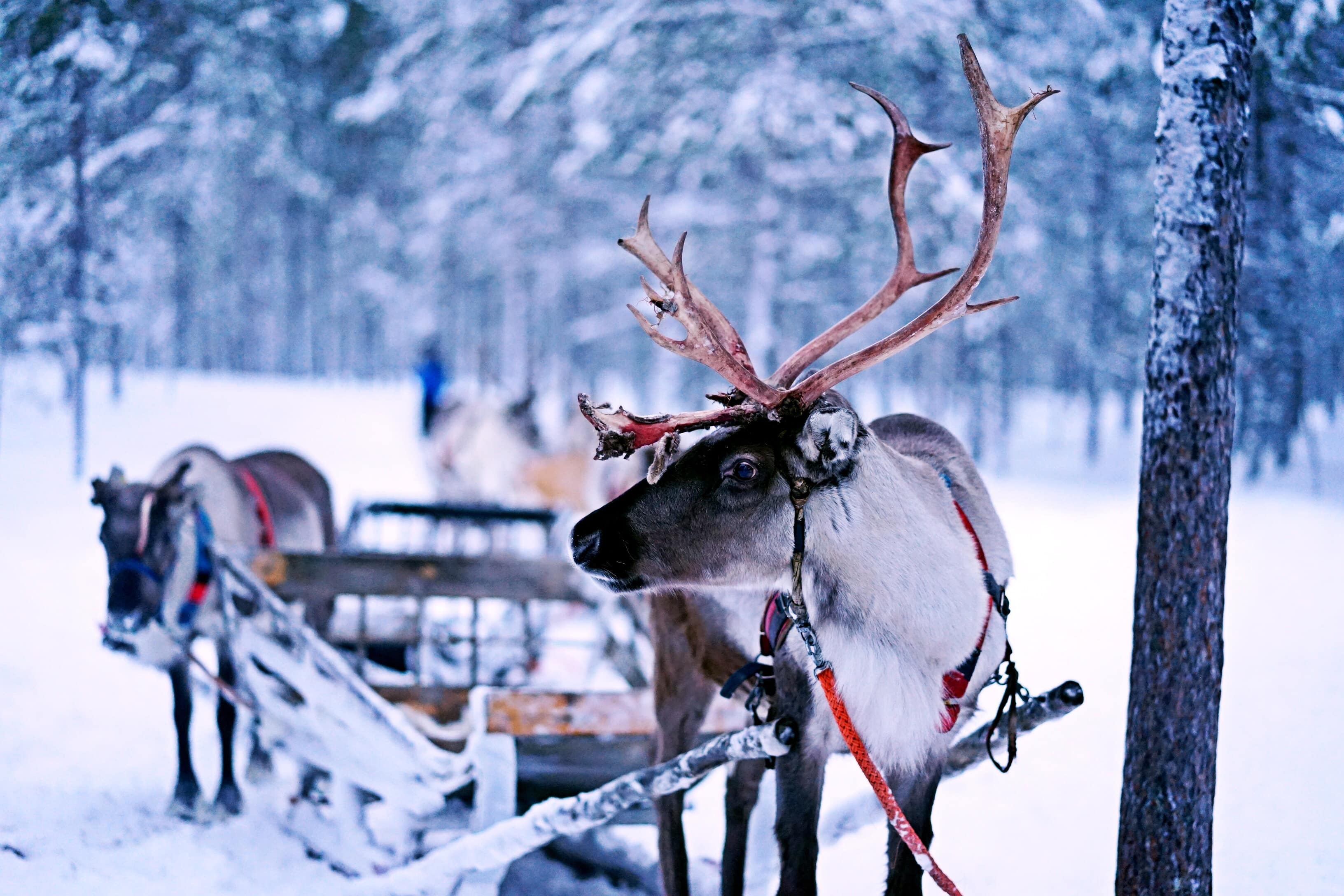 Reindeer in snow, STOCK
