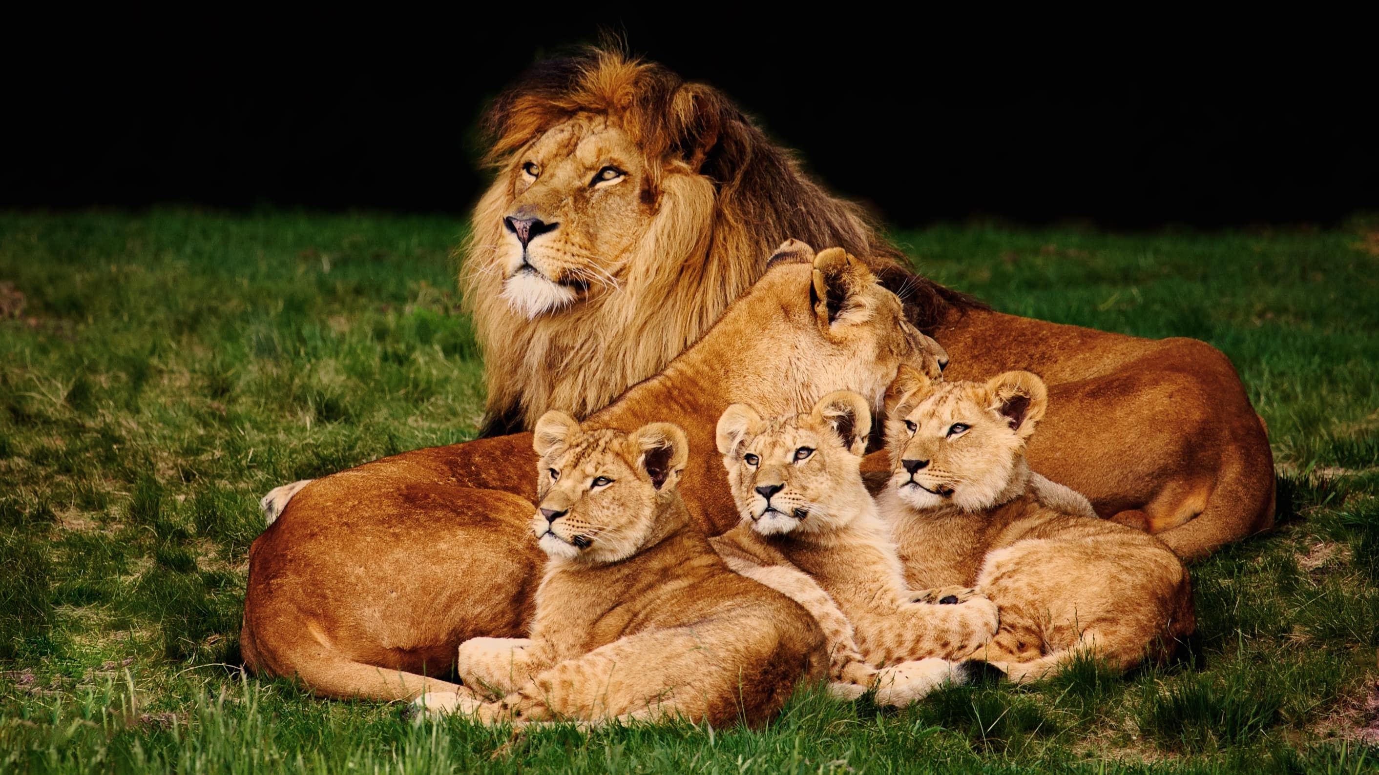Famille de lions allongés dans l’herbe